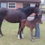 Stonebeck foal