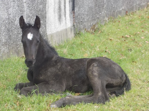 Miranda in the mud filly foal of Samichel