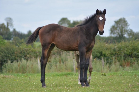LULU'S FILLY ZAPATERO VDL