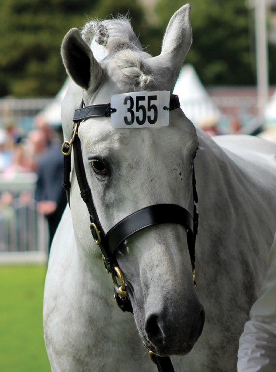 cloncastle 2 silver squire