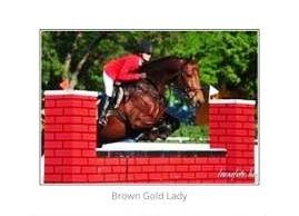 Brown Gold Lady half sister to Hope