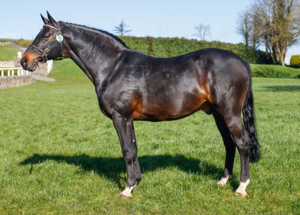 colandro other way stallion