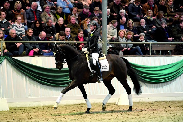 Lucarelli dressage