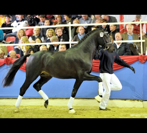 Tolegro 3 year old