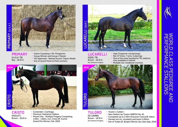 Drumhowan 2019 2 stallions