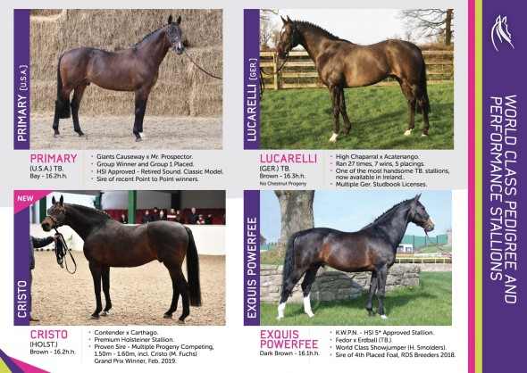 DS 2 stallions