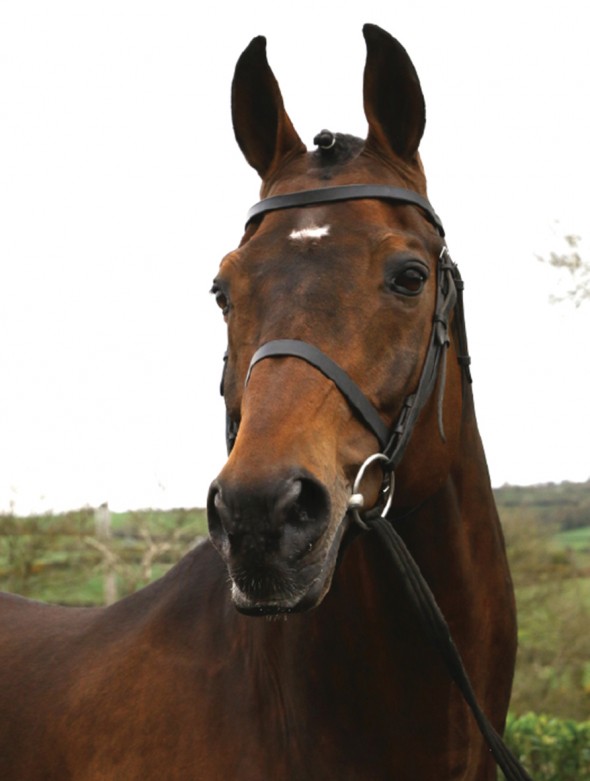Royaldik sire