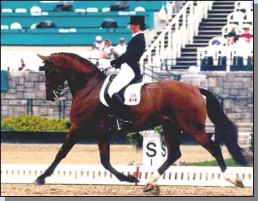 Saluut grand damsire of Brown Beauty