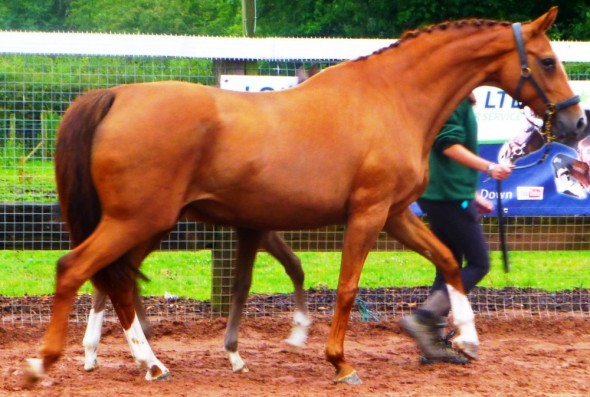 PISTACHIO MARE