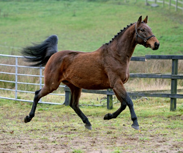 Lady P 3 Broodmare