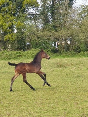 foal ohara Patricia