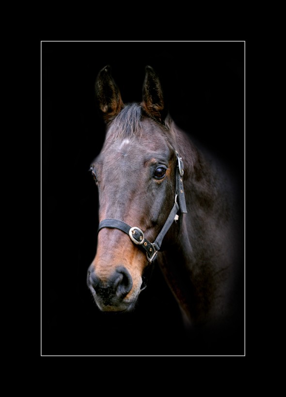 Ushi 3 broodmare