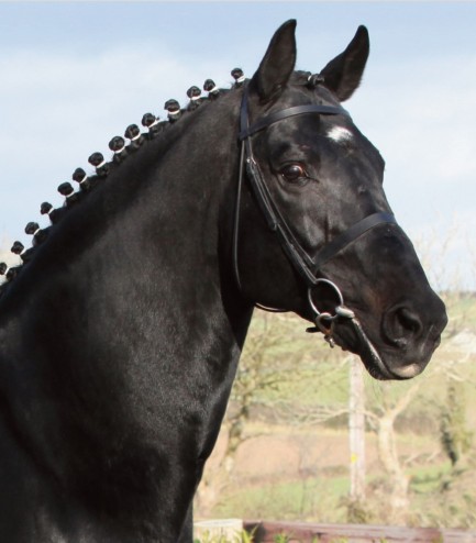Creevagh Ferro 1 Stallion