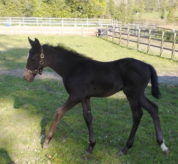 Miranda Black filly foal by Osmium