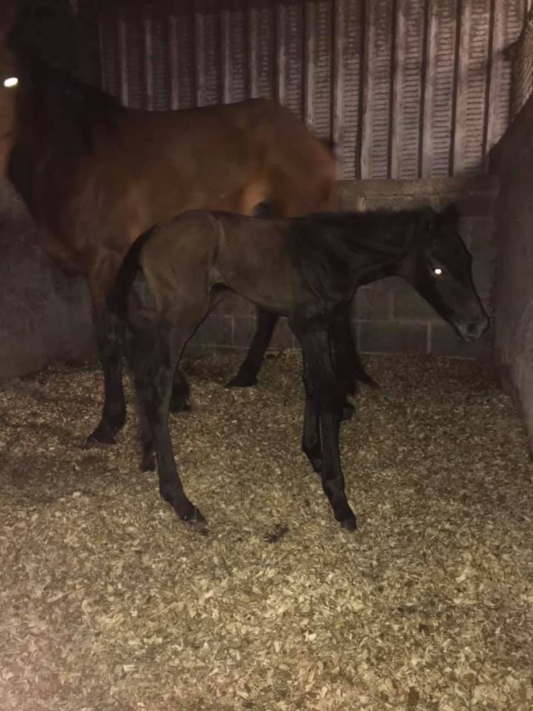 Corporal filly