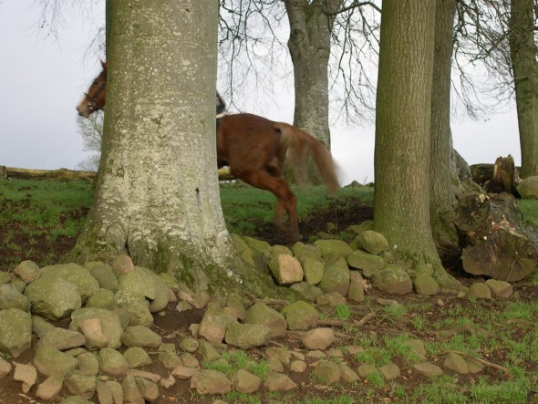 horse