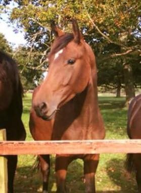 foal of Kandice by Baloubet