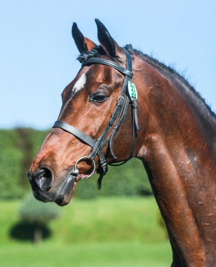vittorio head shot