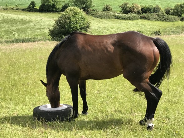 isoletta grazing in creep field