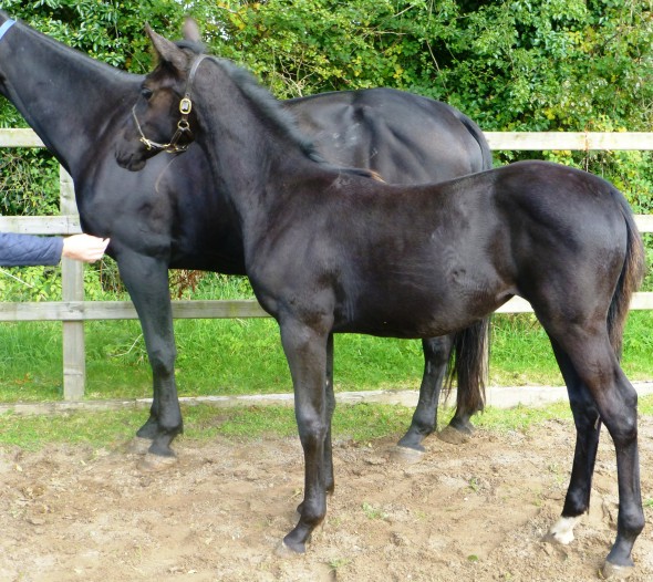 filly foal out of Samichel by Osmium