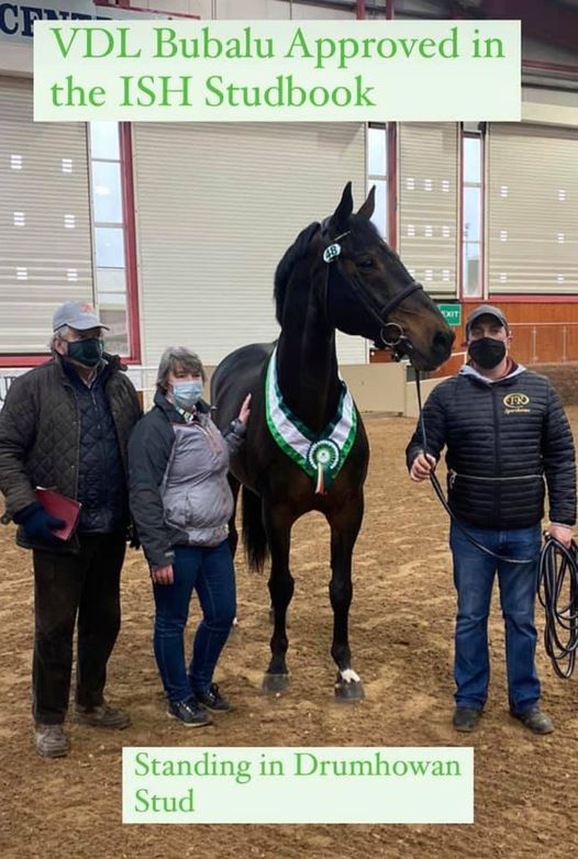 Bubalu stallion