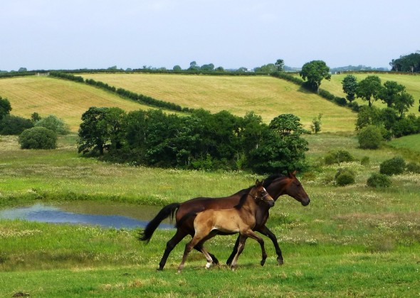 2013 foal Jay and Ushi?