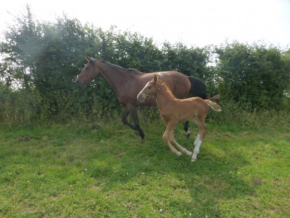 Camilo VDL foal with her dam Moulin Fontaine Filly called Lucie