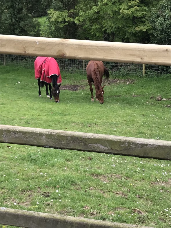 Izzie home in the field with Poppy