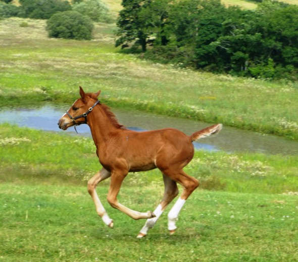 Lucie filly by Camillo VDL
