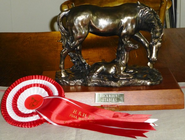 Harold's trophy champion performance foal