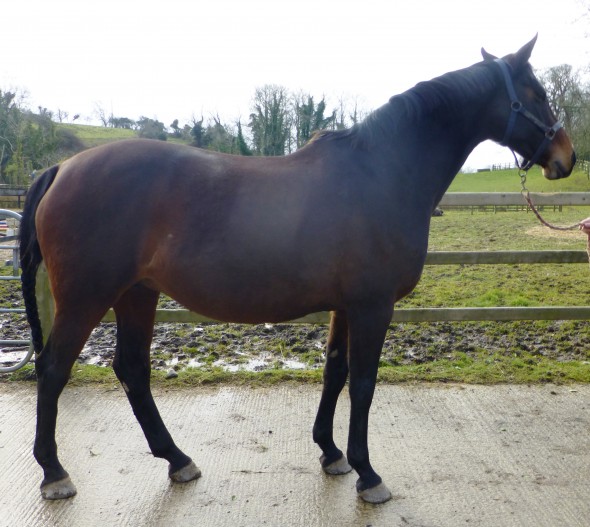 Ushi in foal to Tolegro