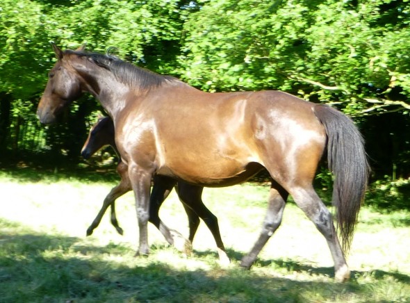 trotting on the ringfort Brandy and filly