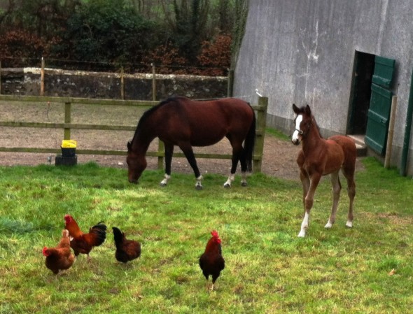 Paddy and friends born on St. Patrick's Day