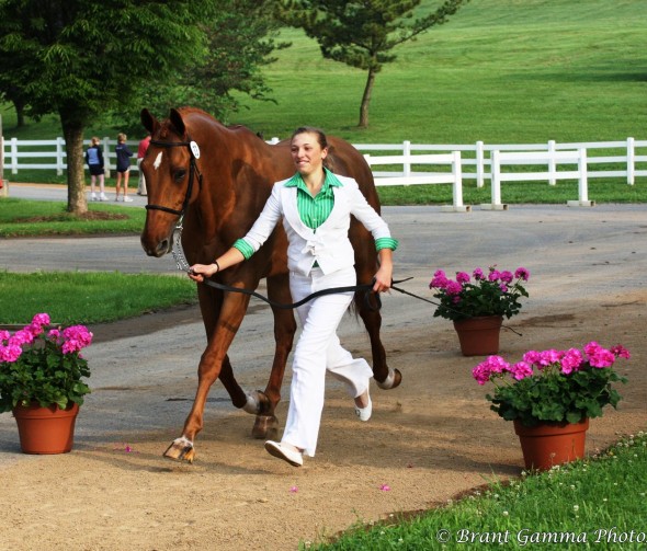 Ringfort Tinkatoo and Wooge 4 Trot up