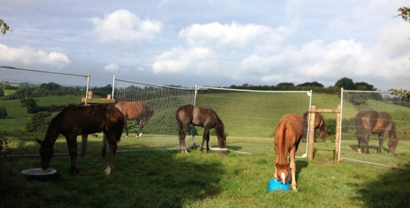 foals in creep very happy