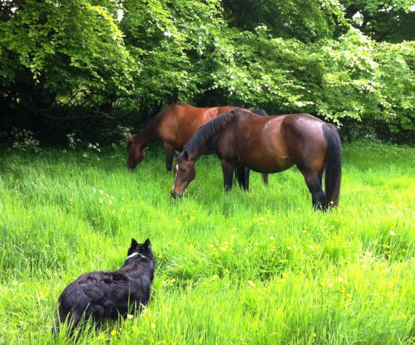 Mares by Alligator Fontaine and French Buffet Brandy and Polly