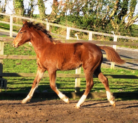 Foxy Lady Out of Pistazie by Cherokee King