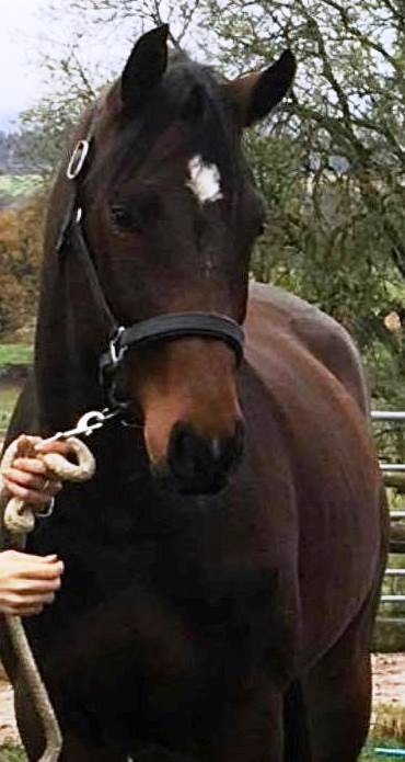 isoletta head