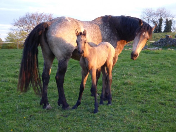 Ard Ice Cream full sister to Ard Amaretta