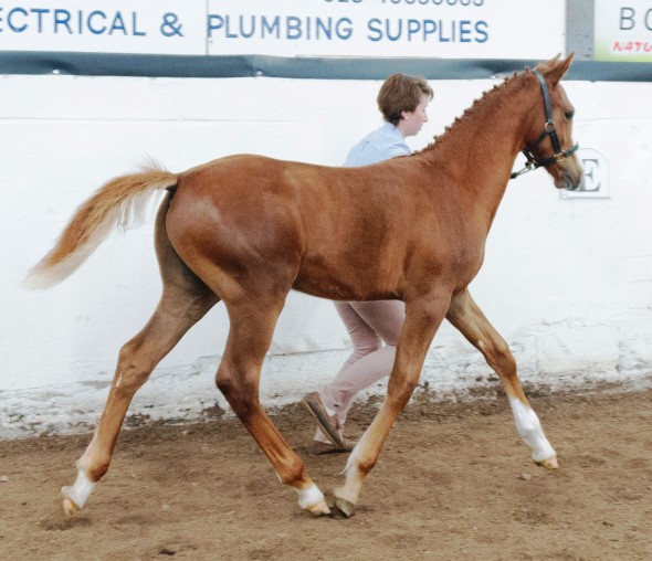 Ringfort Ruby's Cruise Winning Foal Show