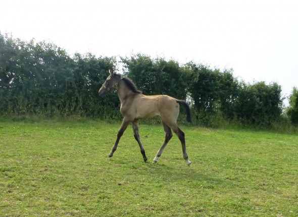Jay outof Ushi by Ringfort Cruise colt