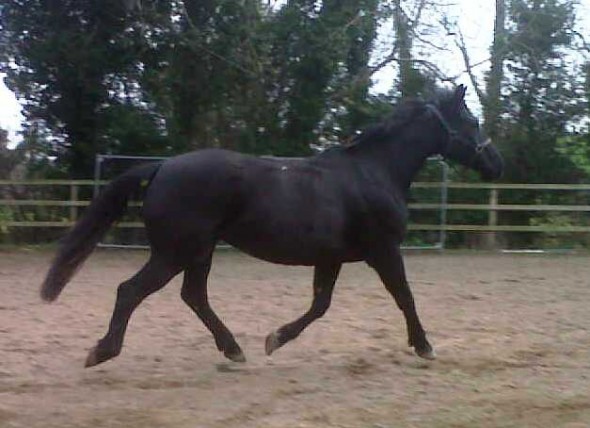 Samichel New mare in foal by Osmium