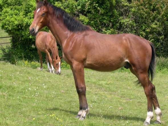 as a yearling