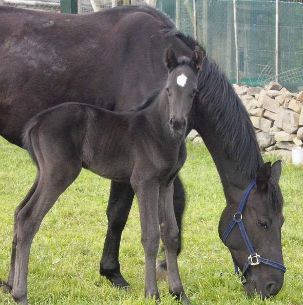 Miranda and mum Samichel and filly foal