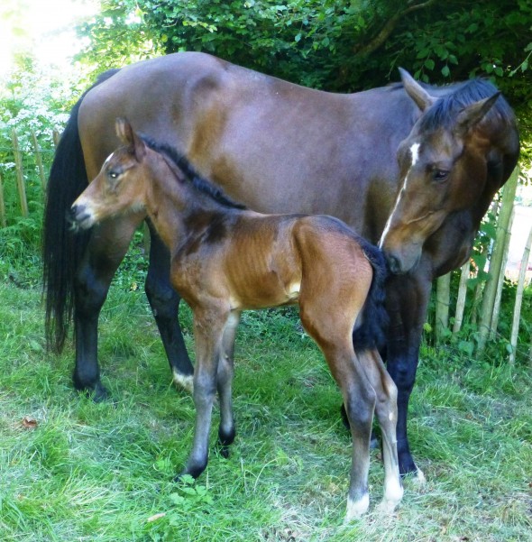 Brandy by French Buffet filly by Lancelot