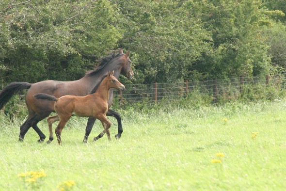 Ushi moving with foal