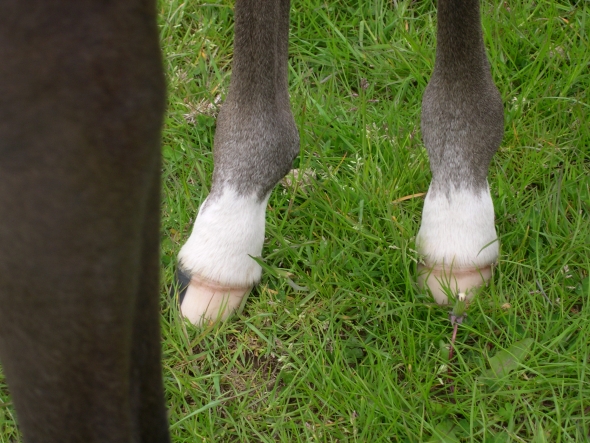 grey legs