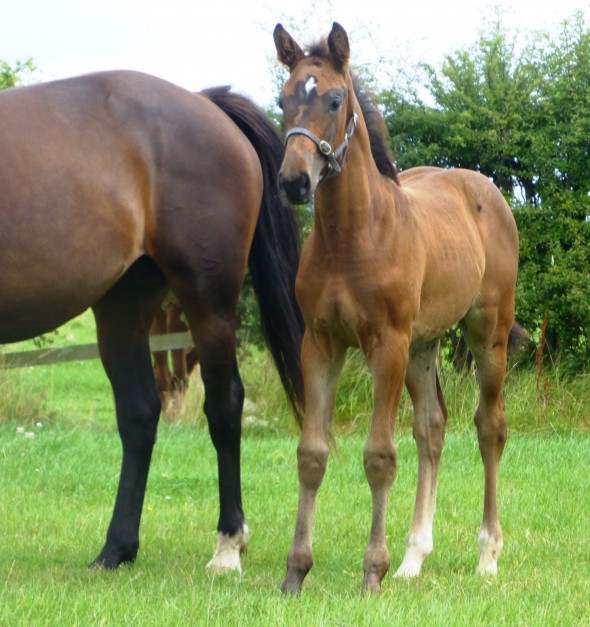 French Toast French Beauty filly by Lancelot