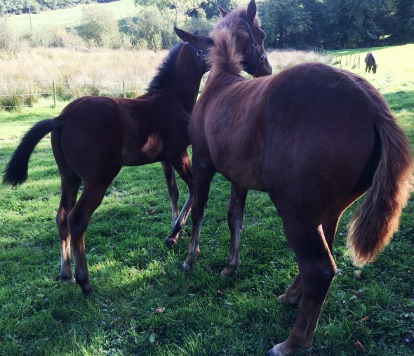 two fillies in the paddock