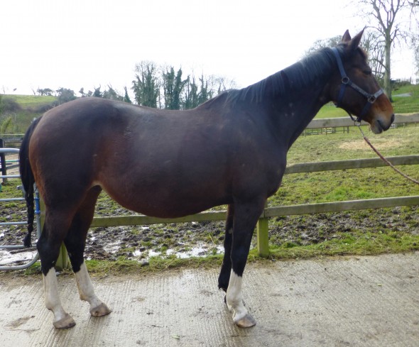 in foal to Ringfort Cruise